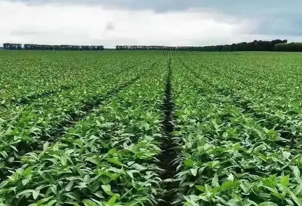 全球种业发展现状分析