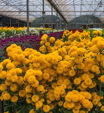 中国花卉行业产业链及发展趋势分析