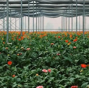 中国花卉行业竞争格局及重点企业研究
